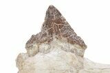 Fossil Primitive Whale (Pappocetus) Jaw Section - Morocco #217827-2